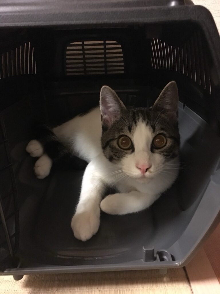 ケージの中で丸くなる子猫
