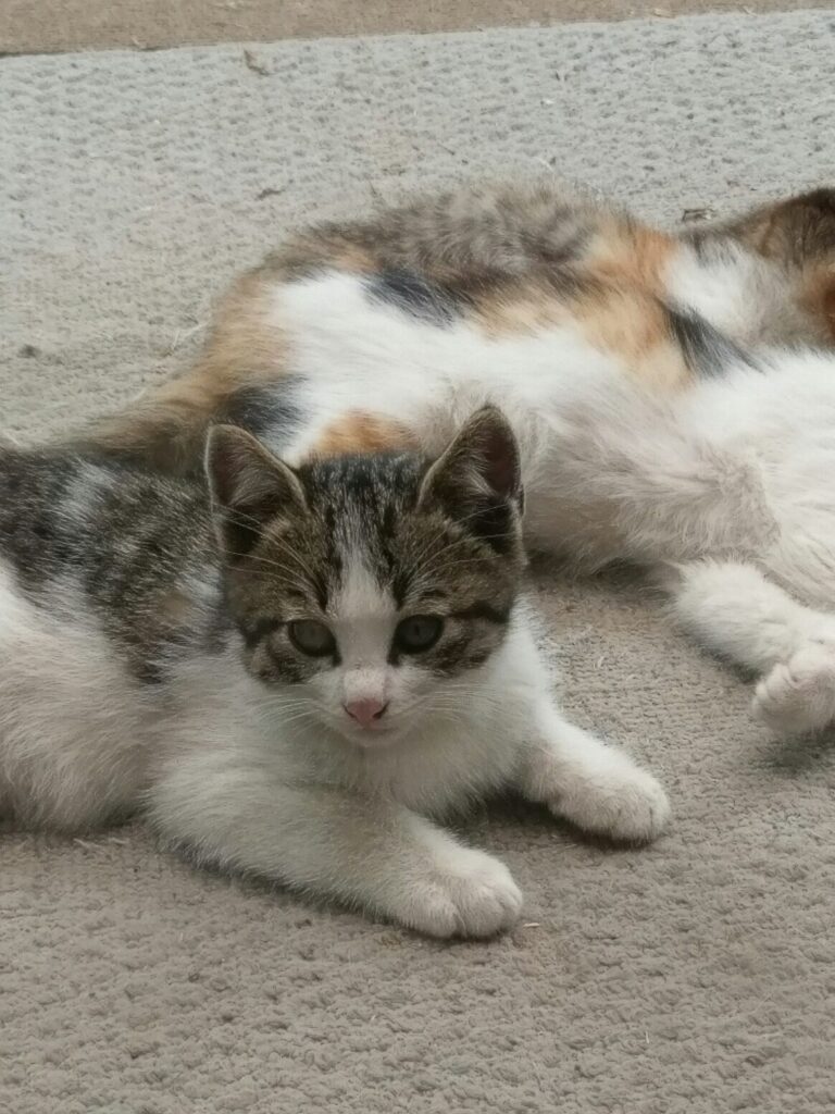 母猫にぴったり寄り添う猫