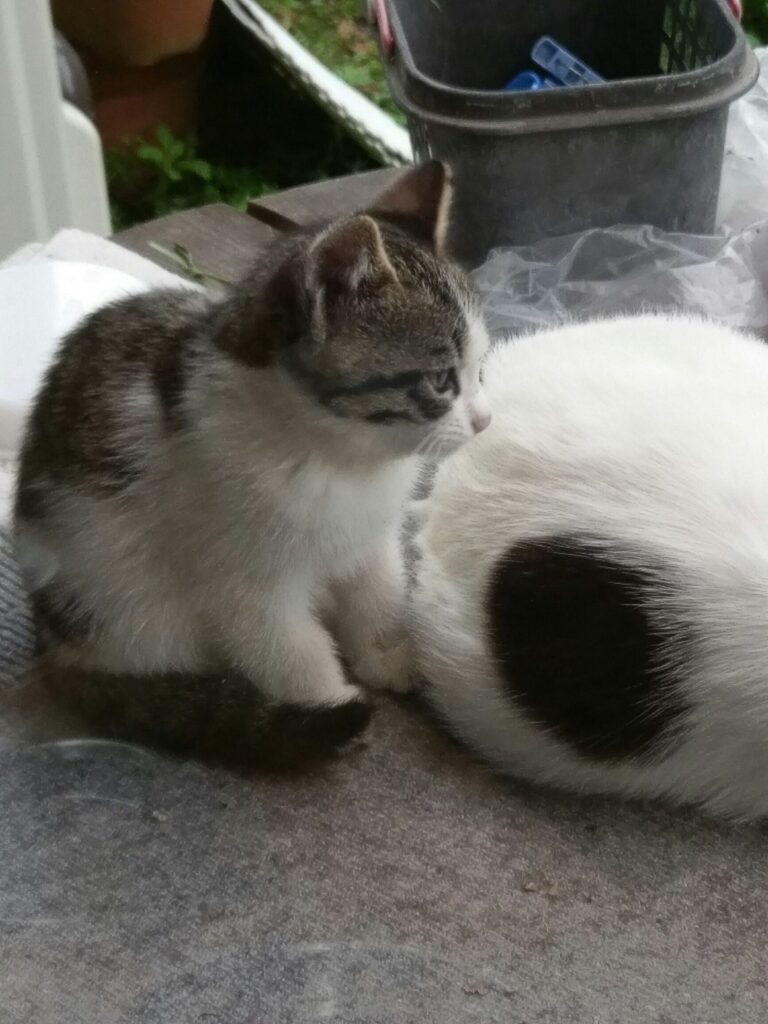 保護猫。里親さんから送られてきた写真。母猫に寄り添う猫