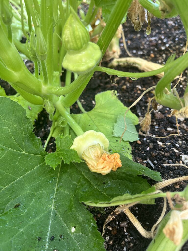 UFOズッキーニの花芽